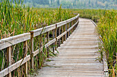 'Ominik Marsh boardwalk, Riding Mountain National Park; Manitoba, Canada'