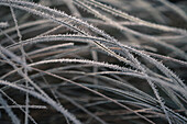 'Frost sticks to long grass after a winter fog; Pitt Meadows, British Columbia, Canada'