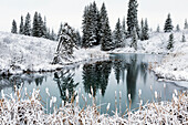 'An open pond in the winter with snow covered hilly banks, evergreen trees and bulrushes; Calgary, Alberta, Canada'