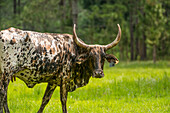 'Young watusi; Gaitor, Florida, United States of America'