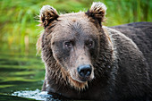 Close up of a Brown bear wading in Brooks River, Katmai National Park, Southwest Alaska