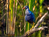 Purple Gallinule (Porphyrio martinicus) in search of moths