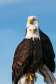 'Two bald eagles (Haliaeetus leucocephalus) perched on dead tree branches looking out; United States of America'