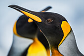'Close up of King Penguin (Aptenodytes patagonicus) with others behind; Antarctic'