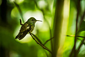'Copper-rumped hummingbird (Amazilia tobaci) perched on branch in trees; Parana, Brazil'