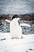 'Adelie penguin chick (Pygoscelis adeliae) on snowy shingle beach; Antarctica'