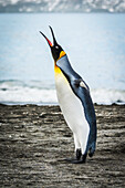 'King penguin (Aptenodytes patagonicus) squawking on beach beside water; Antarctica'