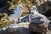 'Mother and baby black-browed albatross (Thalassarche melanophrys) in colony; Antarctica'