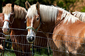 'Draft horses standing by fence with heads turned and looking at camera; Kentucky, United States of America'