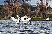 'Pelicans flap their wings on Lake Naivasha; Naivasha, Kenya'