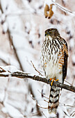 'Portrait of a bird sitting on a tree branch in winter; Montreal, Quebec, Canada'