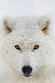 'Arctic wolf (Canis lupus arctos) portrait; Montebello, Quebec, Canada'
