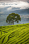 'A tree stands alone on a tropical tea plantation; Sumatra, Indonesia'