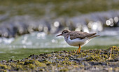 'Shorebird snacking at the river's bed; Saint-Eustache, Quebec, Canada'