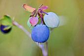 Close up of blueberries in different stages of ripeness, Glenn Highway, Southcentral Alaska, summer