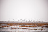 'Canadian Geese (Branta canadensis) flying up from reeds in a cloudy skyline; Cumberland House, Saskatchewan, Canada'