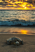 'A green sea turtle (Chelonia mydas) rests on the beach at sunset near Kailua-Kona; Island of Hawaii, Hawaii, United States of America'