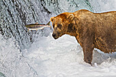 Brown bear (Ursus arctos) standing in rapids below Brooks Falls while looking at a jumping Sockeye salmon, Katmai National Park and Preserve, Southwest Alaska