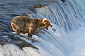 Brown bear (Ursus arctos) about to catch a jumping sockeye salmon (Oncorhynchus nerka) at Brooks Falls, Katmai National Park and Preserve, Southwest Alaska