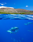 'A split view of spinner dolphin (Stenella longirostris) below and Hulapoe Beach on the Island of Lanai above; Hawaii, United States of America'