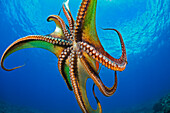 'Day octopus (Octopus cyanea) in mid-water; Hawaii, United States of America'