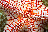 'A female symbiotic copepod (Stellicola sp.) can be seen just to the left of center on this necklace seastar (Fromia monilis); Yap, Micronesia'