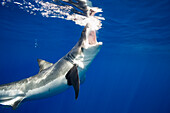 'Great white shark (Carcharodon carcharias); Guadalupe Island, Mexico'