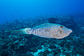 'Scrawled filefish (Aluterus scriptus), can be found individually and in small groups, close to the reef and also in open ocean; Hawaii, United States of America'