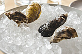 Finished Oysters in Bowl of Ice