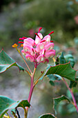 A flowering gervillea in Kings Park