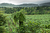 Banana plantations dominate the surrounds of Tullz, Australia's wettest town, Tully, Queensland