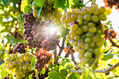 grapes on vine, backlight, near Freiburg im Breisgau, Baden-Wuerttemberg, Germany