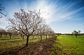 Blossoming almond trees, near Alaro, Majorca, Balearic Islands, Spain