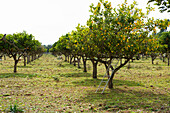 Lemon trees (Citrus × limon) bearing ripe lemons, near Lloseta, Mallorca, Spain