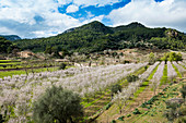 blühende Mandelbäume, bei Valdemossa, Serra de Tramuntana, Mallorca, Balearen, Spanien