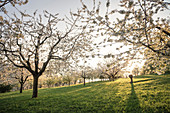 Kirschblüte bei Neidlingen im Gegenlicht, Landkreis Esslingen, Schwäbische Alb, Baden-Württemberg, Deutschland