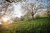 Kirschblüte bei Neidlingen im Gegenlicht, Landkreis Esslingen, Schwäbische Alb, Baden-Württemberg, Deutschland