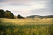 Landschaft im ehemaligen Truppenübungsplatz, Gutsbezirk Münsingen, Landkreis Reutlingen, Schwäbische Alb, Baden-Württemberg, Deutschland