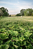 rank growth at deserted village Gruorn, former military area, Muensingen, Reutlingen district, Swabian Alb, Baden-Wuerttemberg, Germany