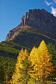 Aspen with yellow leaves , Many Glacier , Glacier National Park , Montana , U.S.A. , America