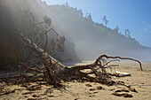 Pazifikküste von Cape Lookout , Cape Lookout State Park  , Oregon , U.S.A. , Amerika