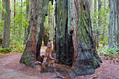 Humboldt Redwoods State Park , California , USA