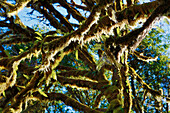 Mit Moos und Flechten bewachsener Baum , Prairie Creek Redwoods State Park , Kalifornien , USA