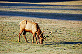 Roosevelt elk , Prairie Creek Redwoods State Park , California , USA