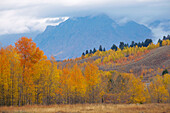 Autumnal tints at Oxbow Bend , Snake River , Teton Range , Grand Teton National Park , Wyoming , U.S.A. , America