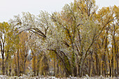 Early snow at the Gros Ventre Region , Grand Teton National Park , Wyoming , U.S.A. , America