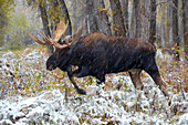 Moose (male) , Early snow at the Gros Ventre Region , Grand Teton National Park , Wyoming , U.S.A. , America