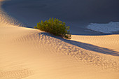 View over Mesquite Flat Sand Dunes at Stovepipe Wells Village , Death Valley National Park , California , U.S.A. , America