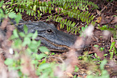 Alligator, Everglades National Park, Florida, USA
