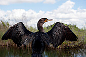 Double.crested cormorant (Phalacrocorax auritus), Everglades National Park, Florida, USA